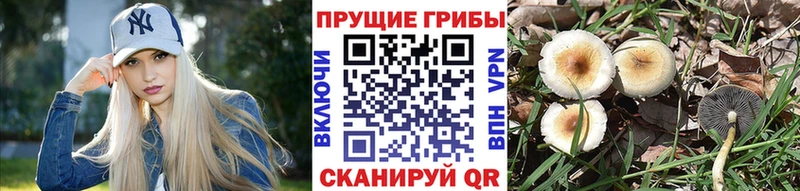 Псилоцибиновые грибы ЛСД Черногорск
